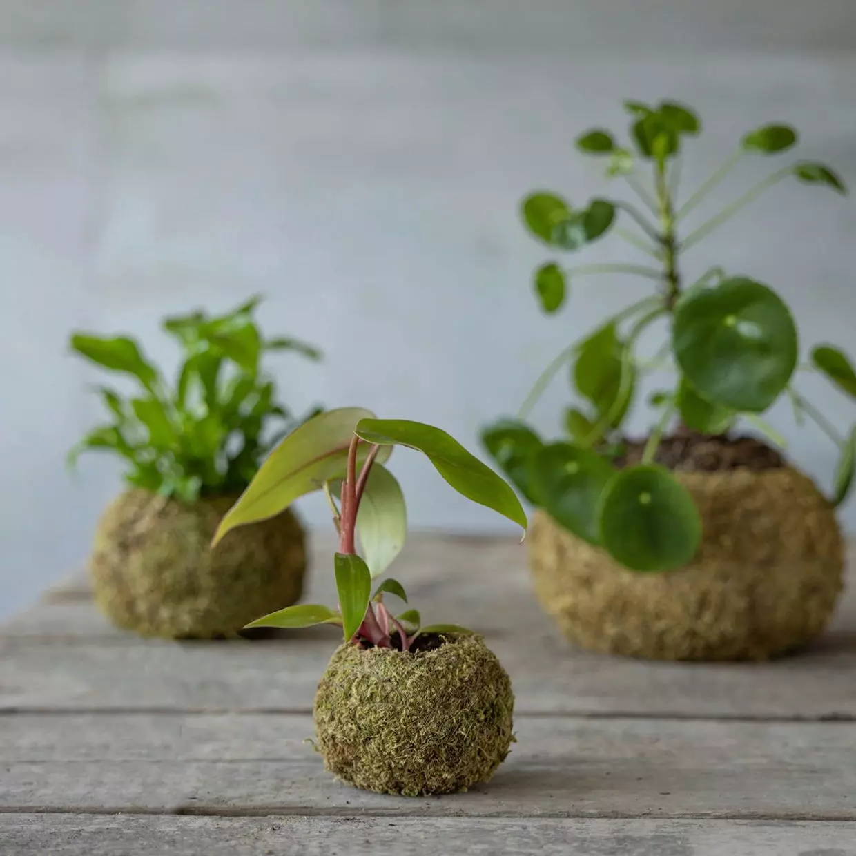 Moostopf Kokedama