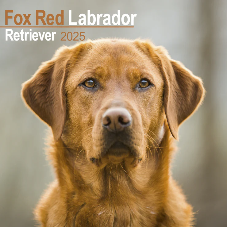 Calendar 2025 Fox Red Labrador Retriever