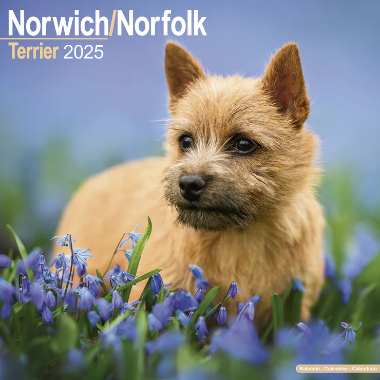 Calendrier 2025 Norwich/Norfolk Terrier