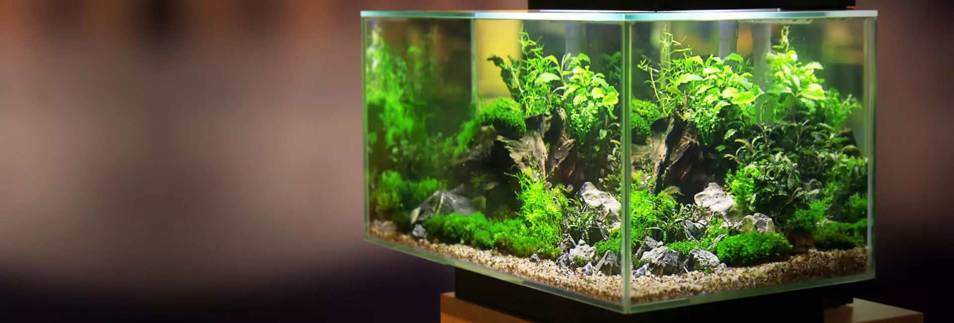 Nano-Aquarien / Nano-Aquarium