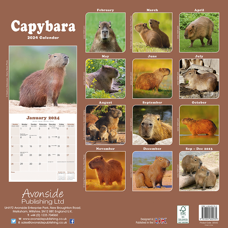 Calendar 2024 Fox Red Labrador Retriever Zoo Roco