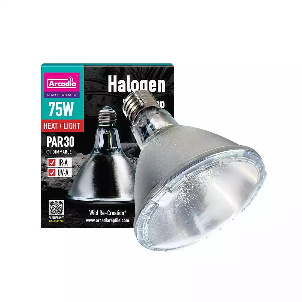 Arcadia Halogen Lamp