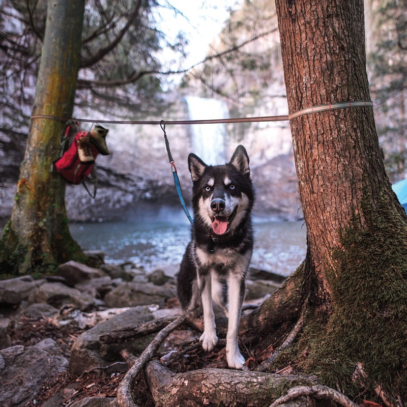 Kurgo tethering system Ridgeline Tie Out