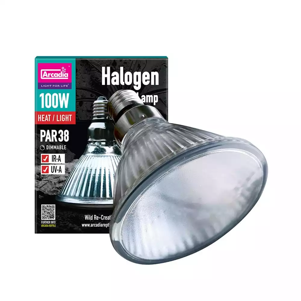 Arcadia Halogen Lampe