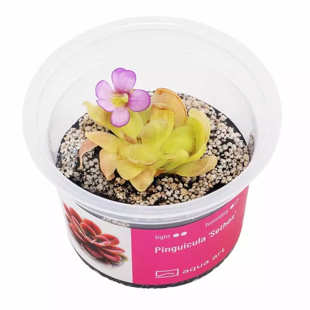 Pinguicula Sethos -  fleischfressende Pflanze