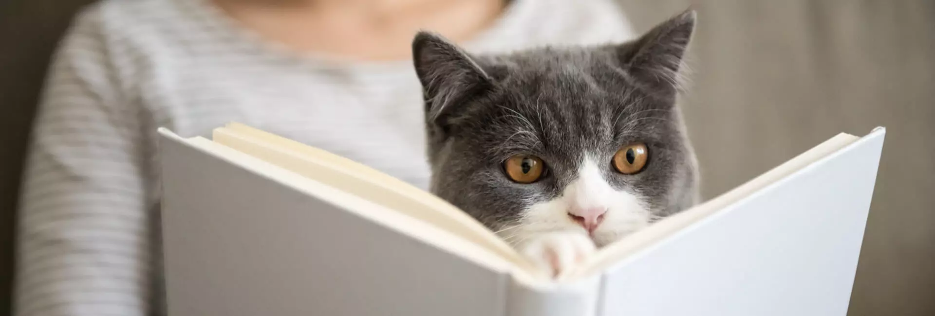 Katzen Literatur