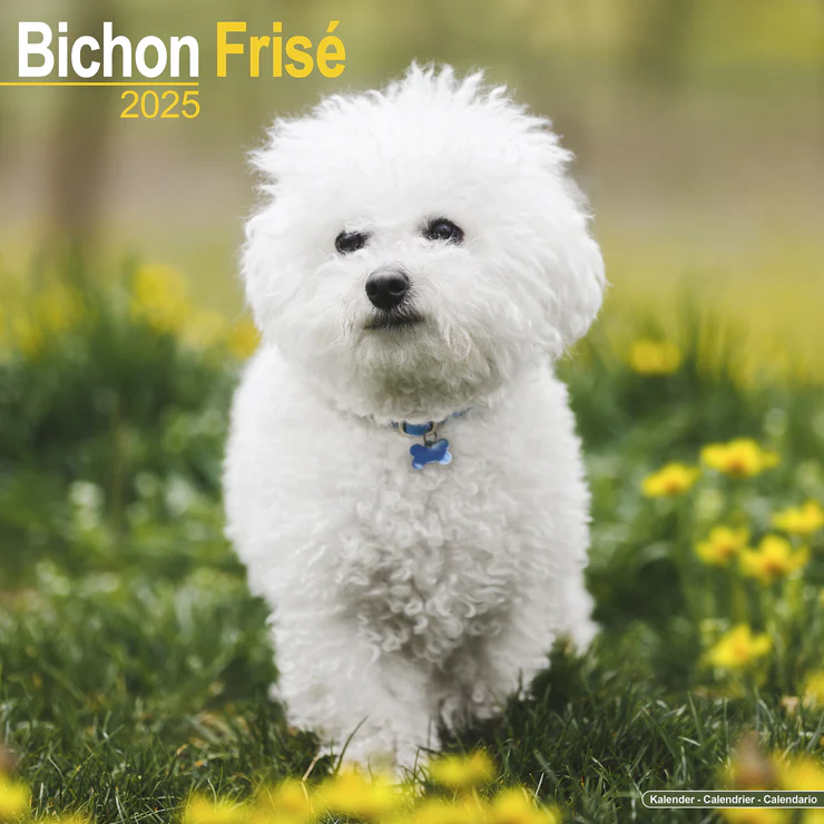 Calendar 2025 Bichon Frisé