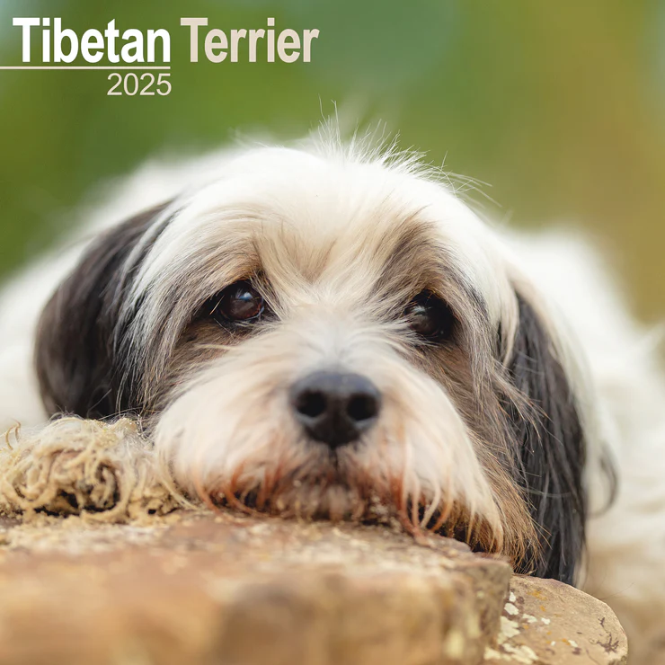 Calendrier 2025 Terrier tibétain