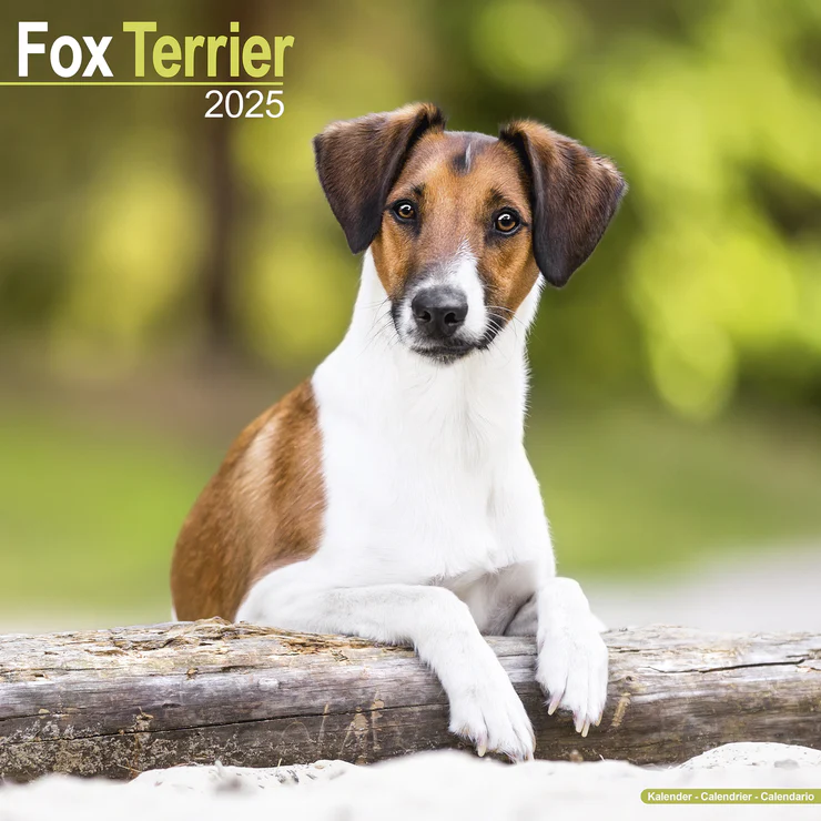 Calendar 2025 Foxterrier