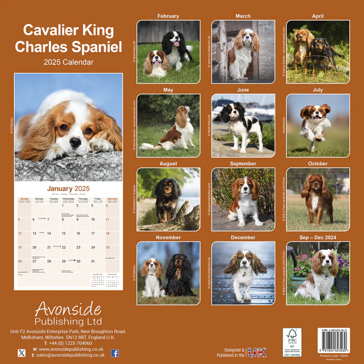 Calendrier 2025 Cavalier King Charles Spaniel Zoo Roco