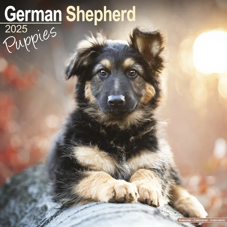 Calendrier 2025 Deutscher Schäferhund - Giots