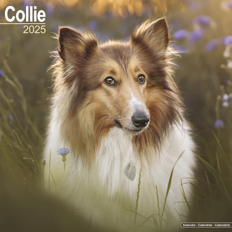 Calendar 2025 Collie