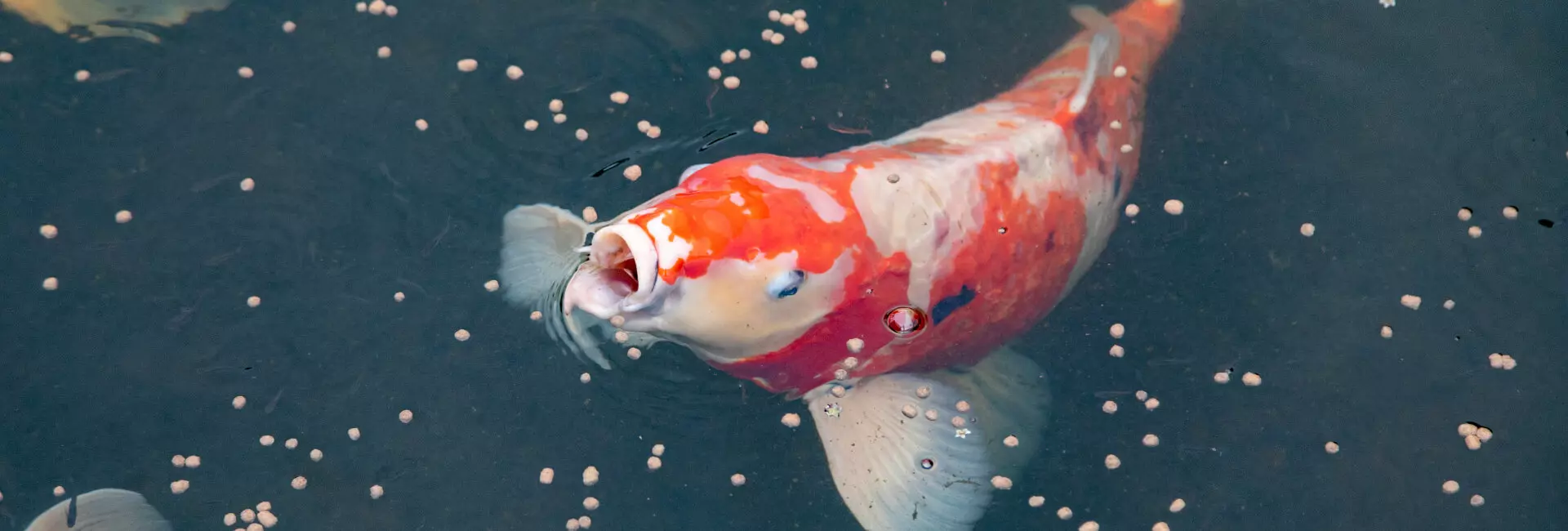 Gartenteich Fischfutter Koi