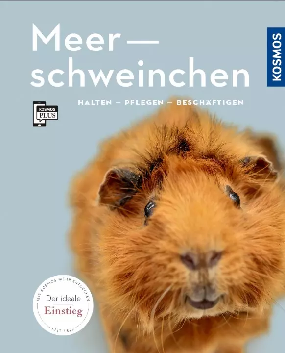 Meerschweinchen