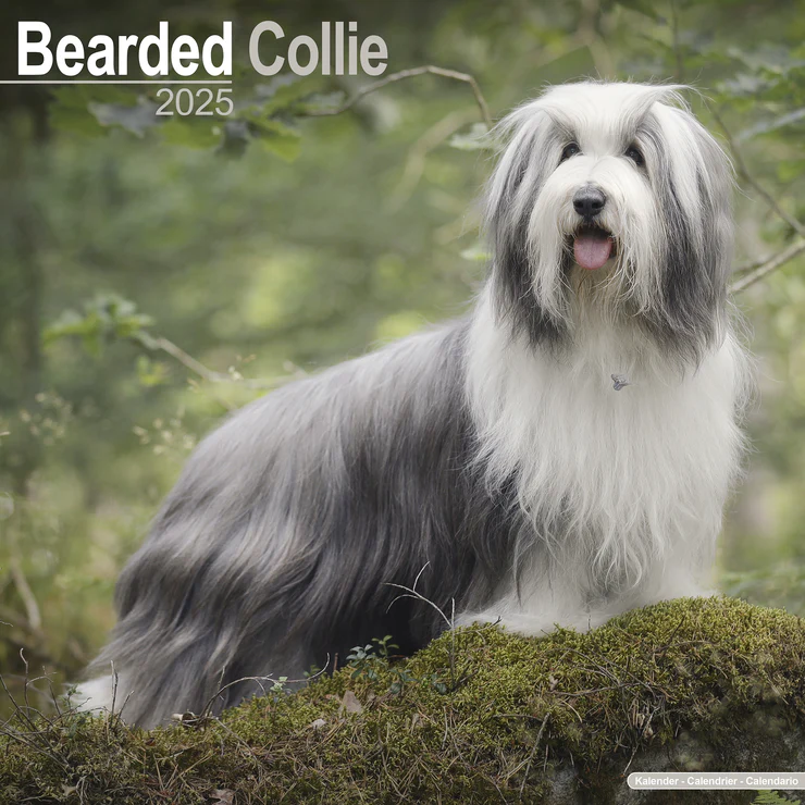 Calendrier 2025 Bearded Colley - Beardie