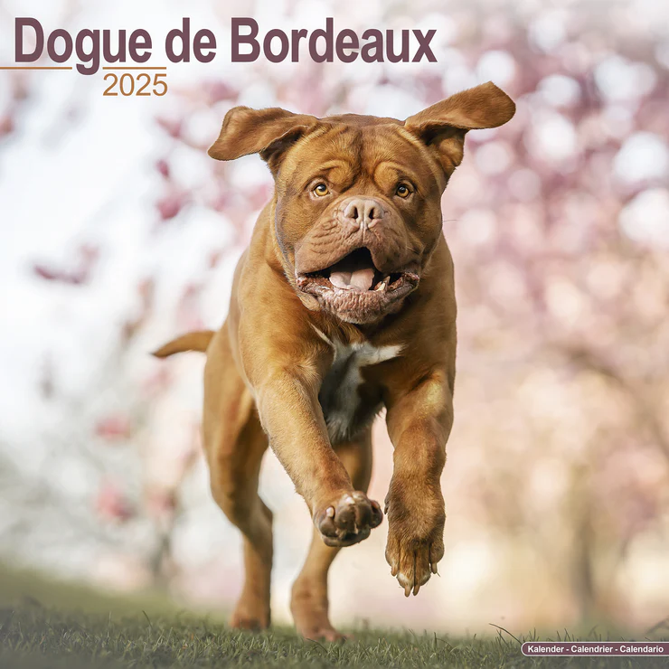 Calendar 2025 Dogue de Bordeaux