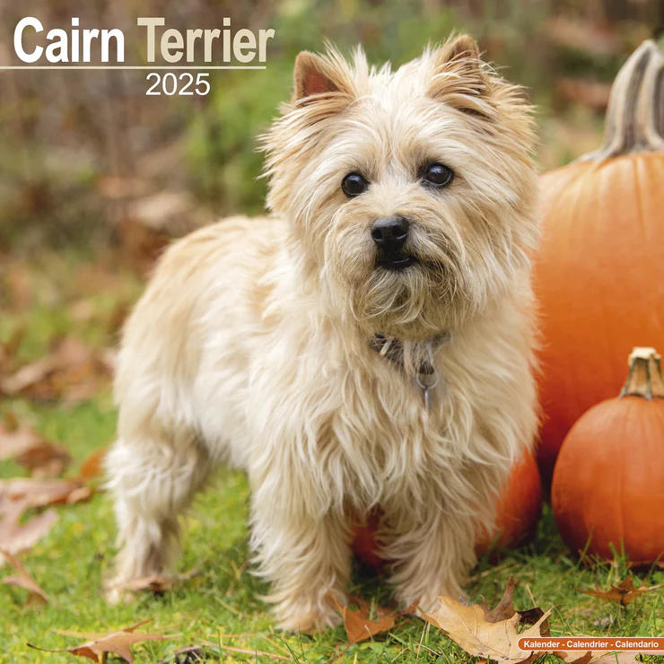 Calendrier 2025 Cairn Terrier