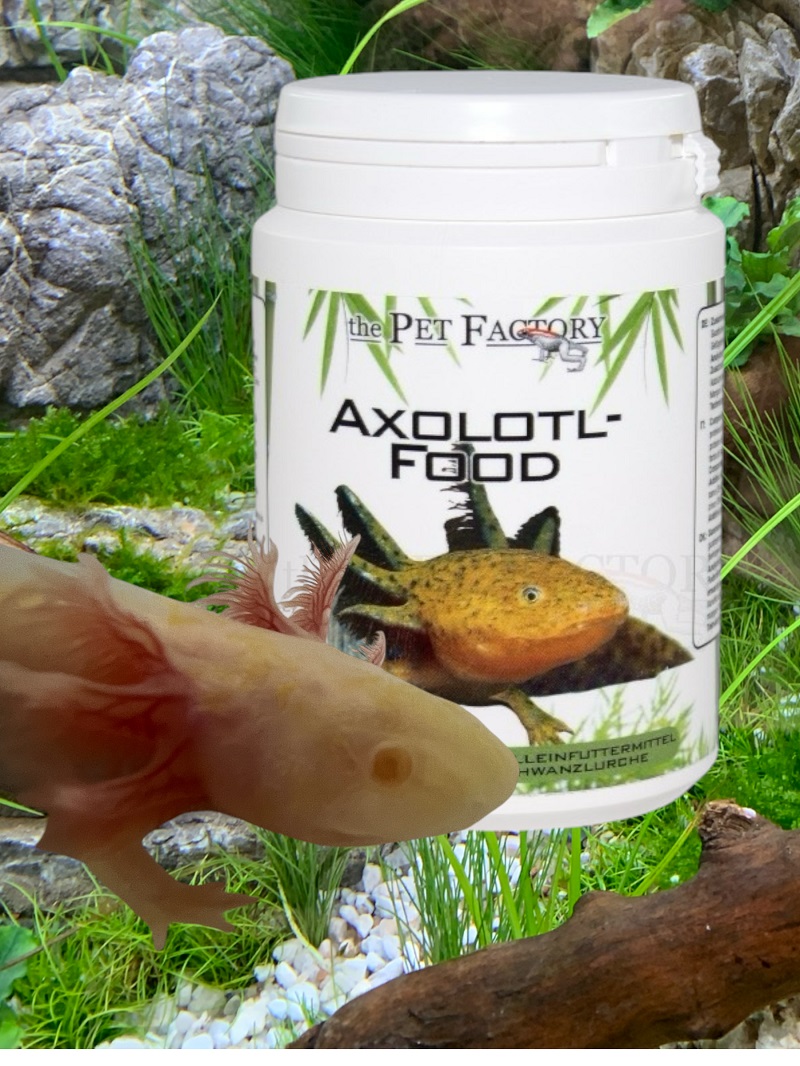 Axolotl Futter medium