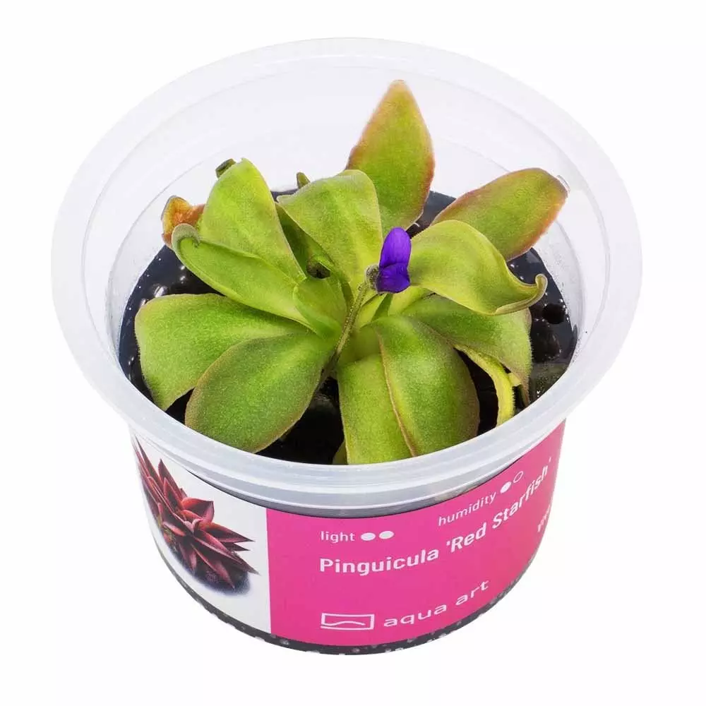 Pinguicula Red Starfish -  fleischfressende Pflanze