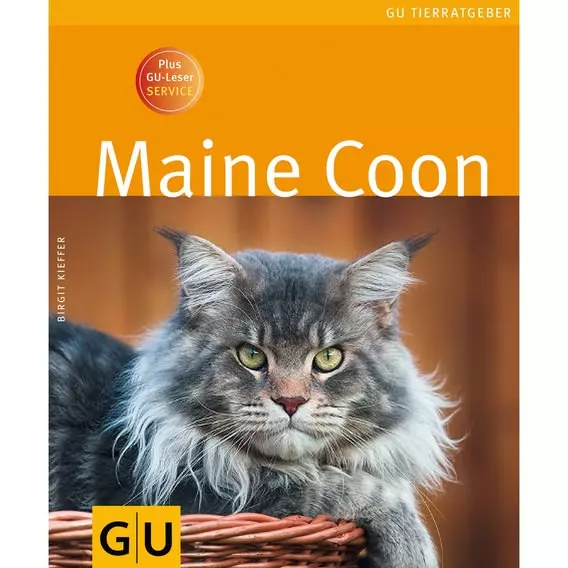 Gu Maine Coon