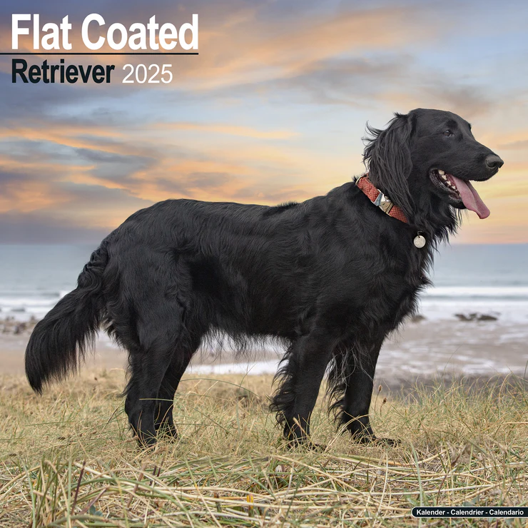 Calendar 2025 Flat Coated Retriever