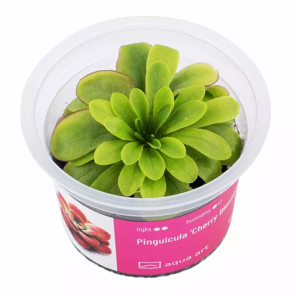 Pinguicula Cherry Blossom -  fleischfressende Pflanze