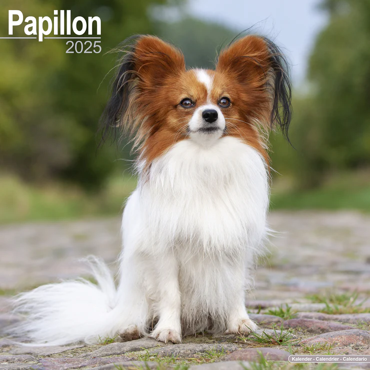 Calendrier 2025 Papillon ou Phalène - Zwergspaniel