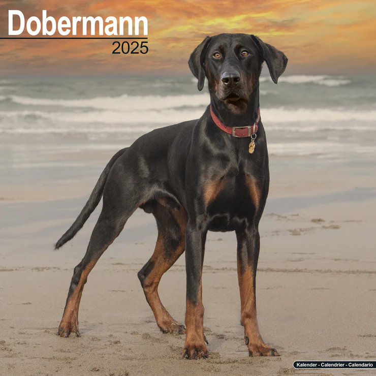 Calendar 2025 Doberman