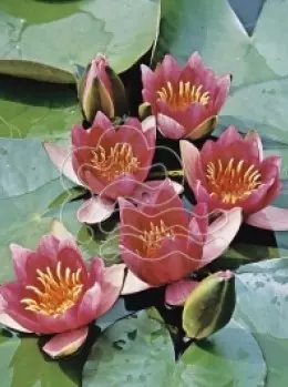 Zwerg Seerose - Nymphaea Pygmaea Rubra