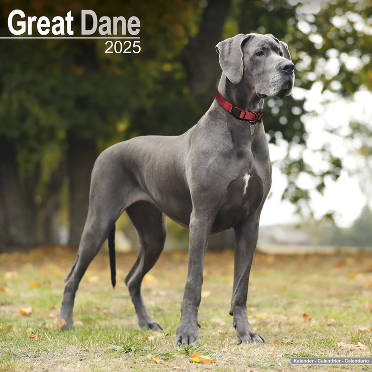 Calendrier 2025 Deutsche Dogge - Great Dane