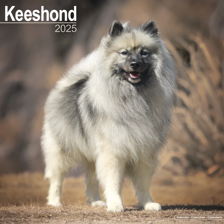 Calendrier 2025 Wolfsspitz - Keeshond - Deutscher Spitz