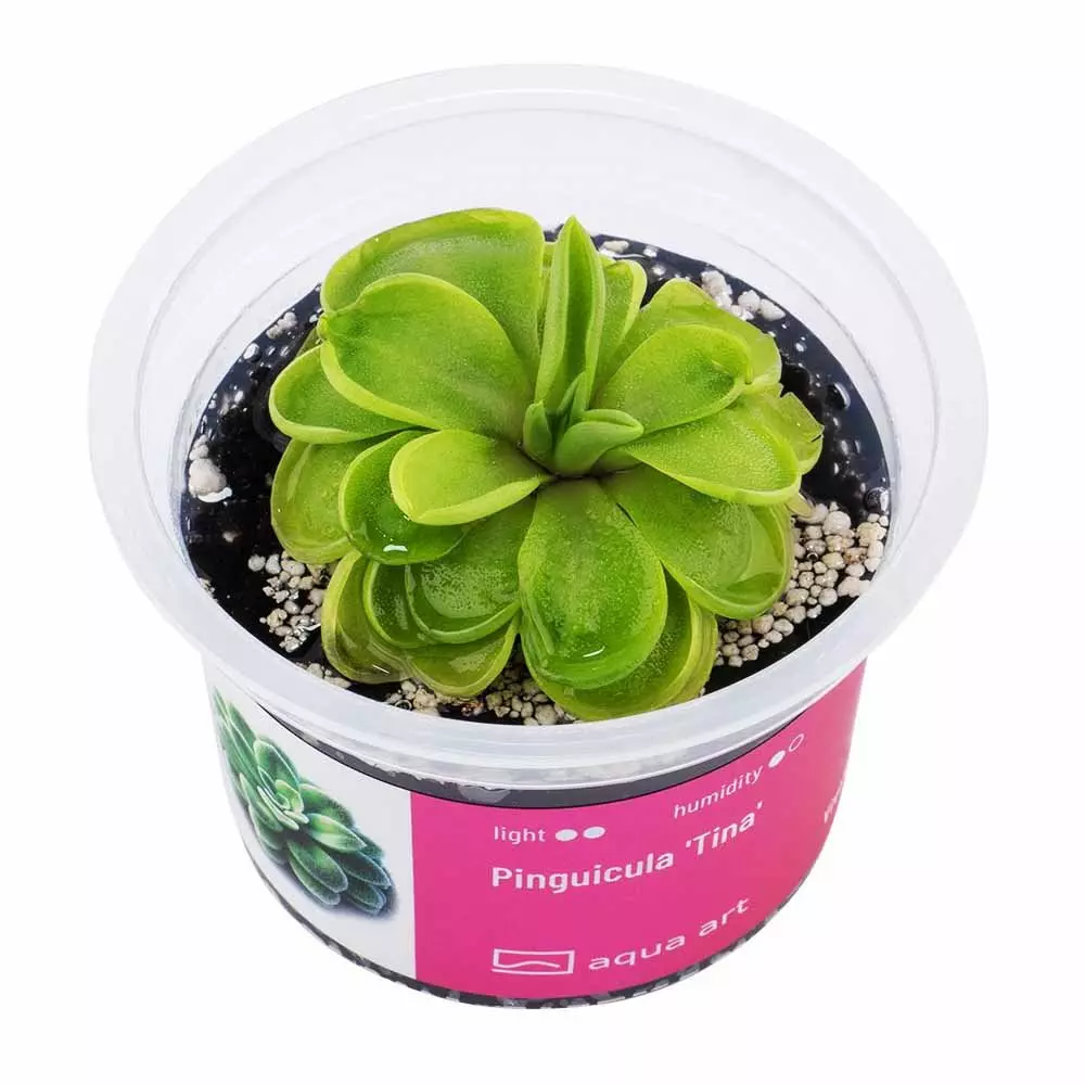 Pinguicula Tina -  fleischfressende Pflanze