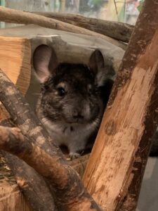 Chinchilla die grössten Fragen | Zoohandlung