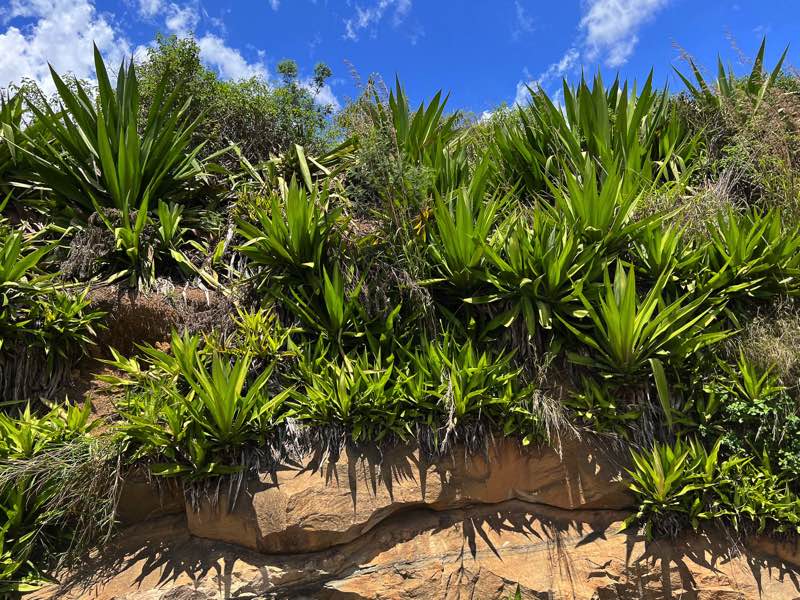 Sisal Pflanze auf Madagaskar