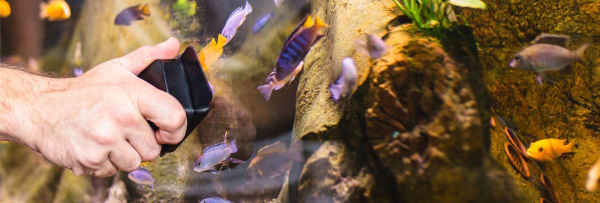 Algen im Aquarium: Ursachen, Prävention und Bekämpfung