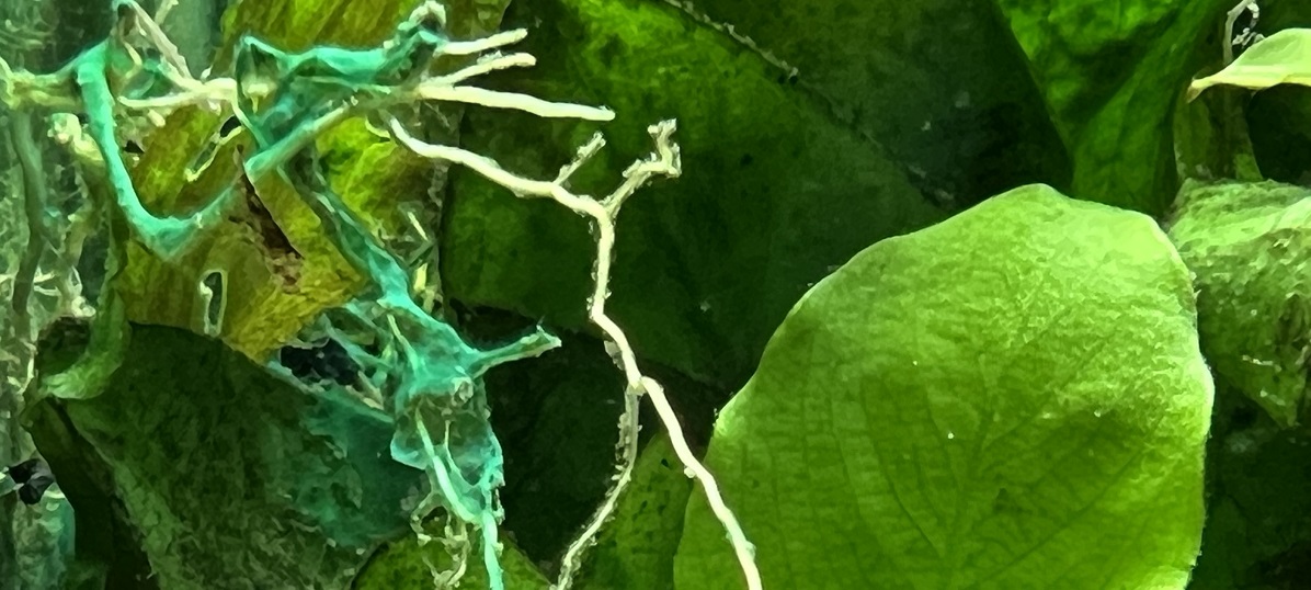 Algen im Aquarium – Blaualgen (Cyano)