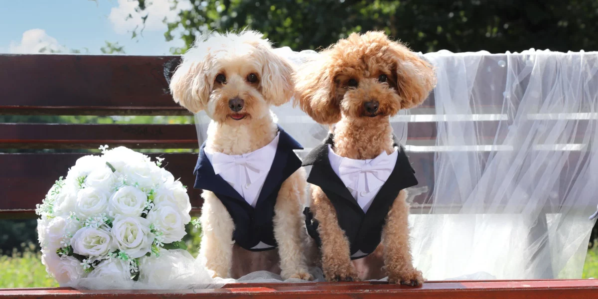 Hochzeit mit dem Hund