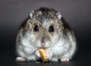 Zwerghamster - Hamster 1772742 640 300x217