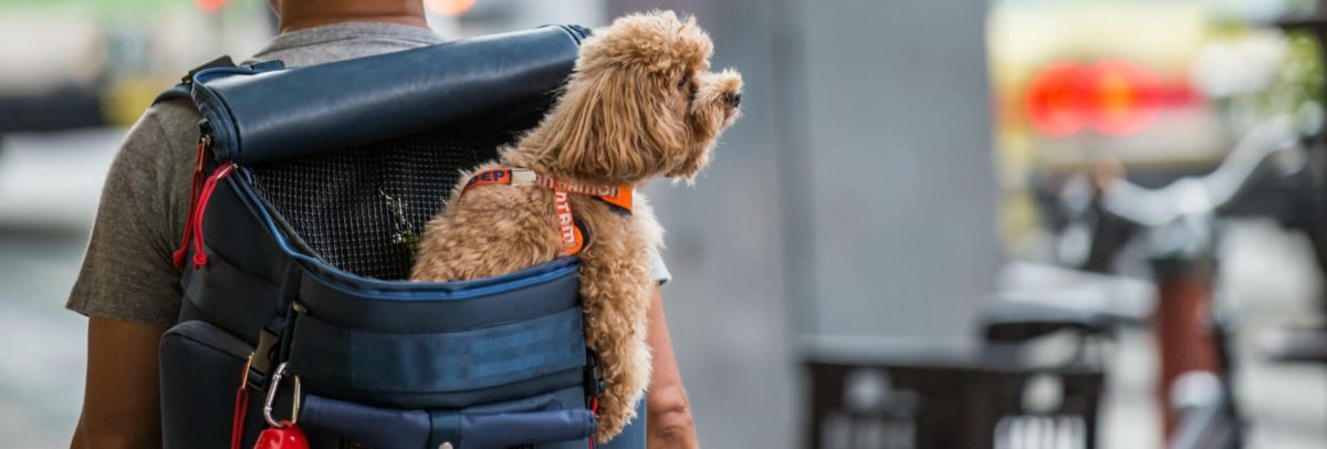 Rucksack für Hunde Titelblid