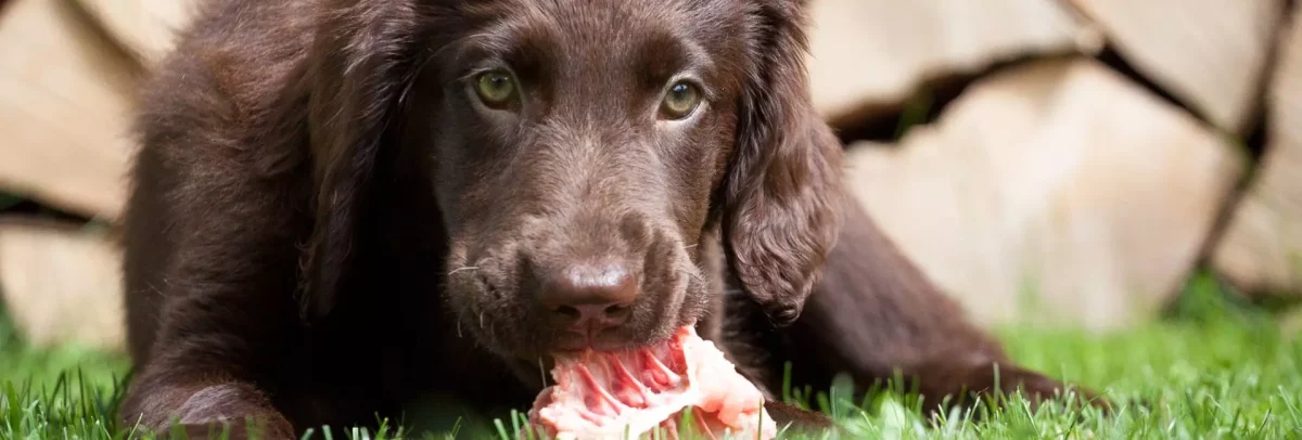 Ernährungslehre Hundefutter