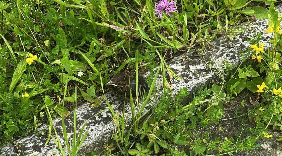 Nestling oder Ästling – Wann benötigt ein Jungvogel wirklich unsere Hilfe?