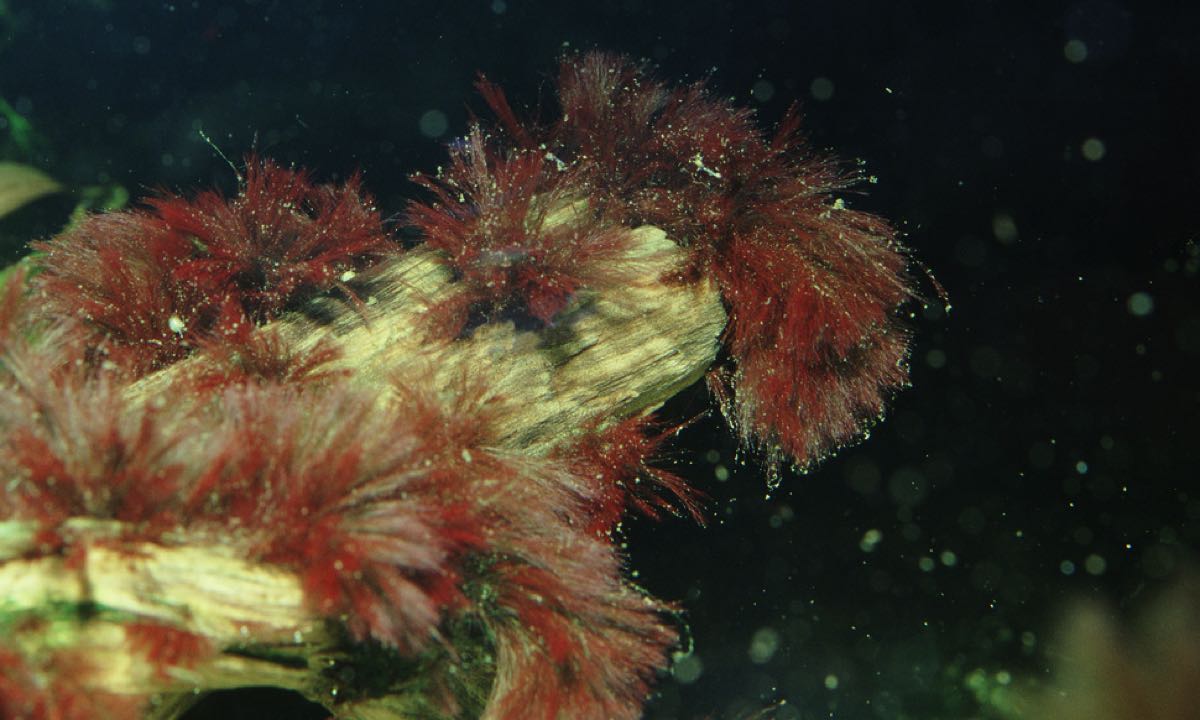 Rotalgen im Aquarium