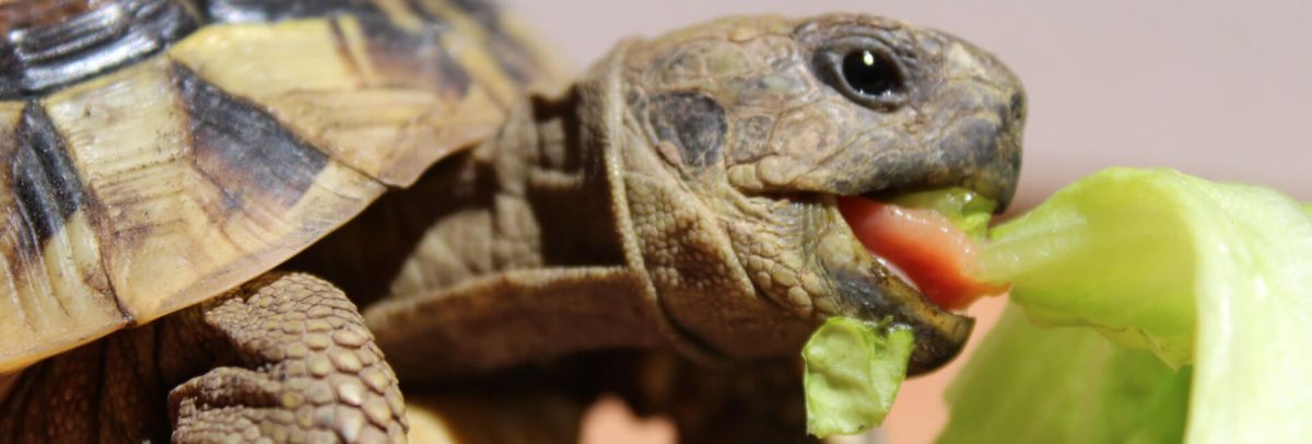 Küchenkräuter für Schildkröten: Gesunde Ernährung für gepanzerte Gartentiere