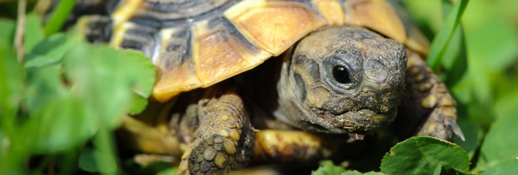 Küchenkräuter für Landschildkröten

