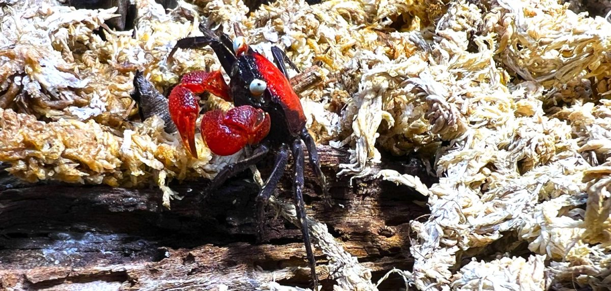 Vamprikrabben Red Devil Seitenansicht