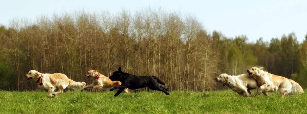 Welcher Hund passt zu mir Zoohandlung