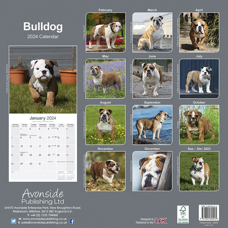 Englische Bulldogge Kalender 2025 