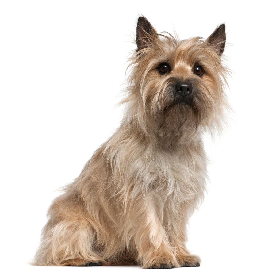 Cairn Terrier | Zoo Roco