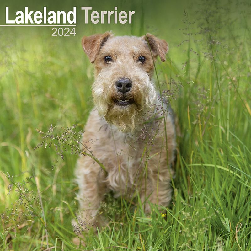 Kalender 2024 Lakeland Terrier Zoo Roco