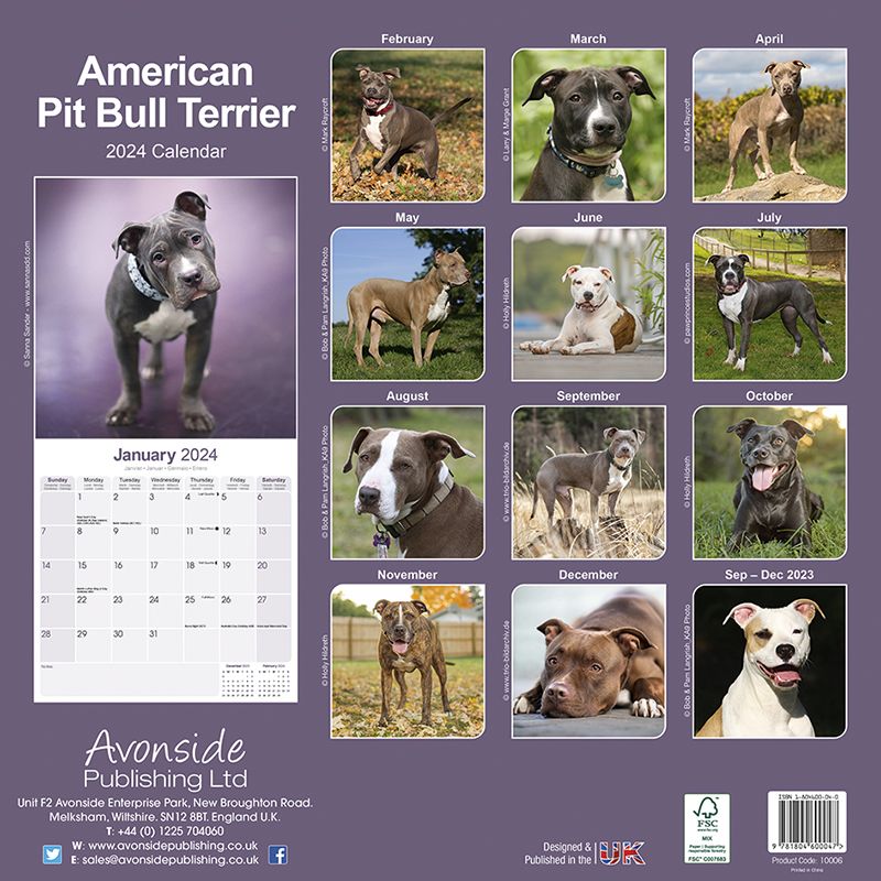 Calendrier 2024 American Pit Bull Terrier Zoo Roco